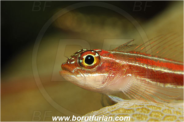 Pantar, Alor, Indonesia, Helcogramma striata, Helcogramma, Tropical striped triplefin, Triplefin, Fish, Tripterygiidae, Portrait