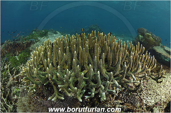 Pura, Alor, Indonesia, Acropora robusta, Acropora, Acroporidae, Hard Coral, Coral, Anthozoa, Cnidaria, Cnidarian, Reef