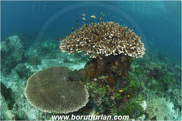 Pura, Alor, Indonesia, Acropora sp., Acropora, Acroporidae, Hard Coral, Coral, Anthozoa, Cnidaria, Cnidarian, Reef