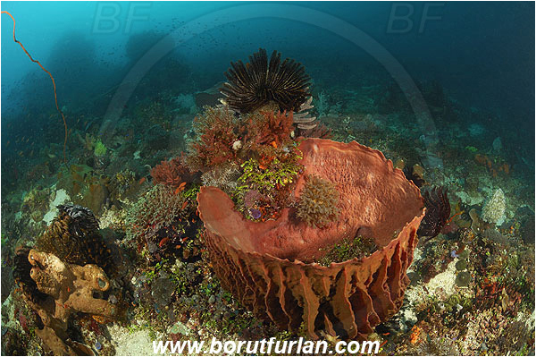Pura, Alor, Indonesia, Xestospongia testudinaria, Xestospongia, Petrosiidae, Red Barrel Sponge, Sponge, Porifera, Reef