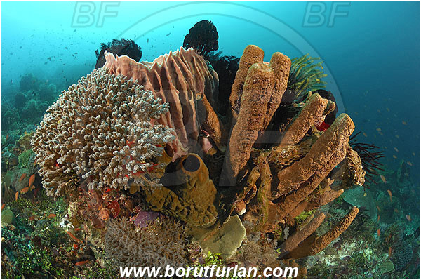 Pura, Acropora, Indonesia, Xestospongia testudinaria, Xestospongia, Petrosiidae, Theonella sp., Theonella, Theonellidae, Red Barrel Sponge, Sponge, Porifera, Reef, Acropora sp., Acropora, Acroporidae, Hard Coral, Coral, Anthozoa, Cnidaria, Cnidarian, Reef