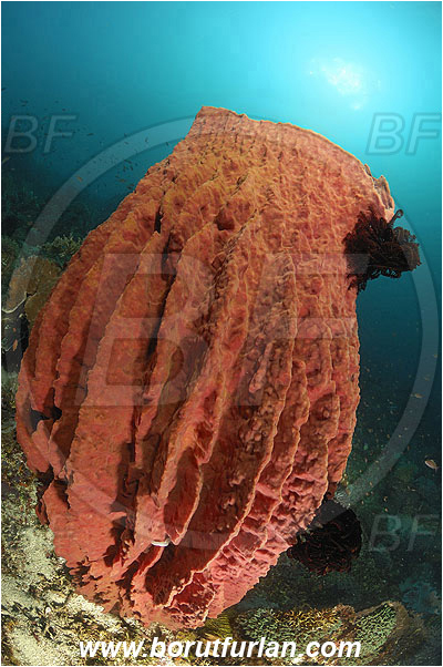 Pura, Alor, Indonesia, Xestospongia testudinaria, Xestospongia, Petrosiidae, Red Barrel Sponge, Sponge, Porifera, Reef