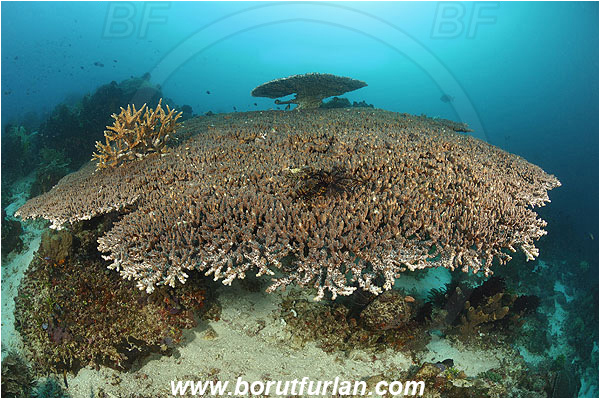 Pura, Alor, Indonesia, Acropora hyacinthus, Acropora, Acroporidae, Table Coral, Coral, Anthozoa, Cnidaria, Cnidarian, Reef
