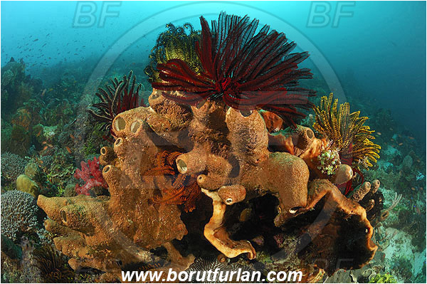 Pura, Alor, Indonesia, Theonella sp., Theonella, Theonellidae, Sponge, Porifera, Sponge, Porifera, Crinoid, Crinoidea, Feather star, Echinodermata, Echinoderm, Reef