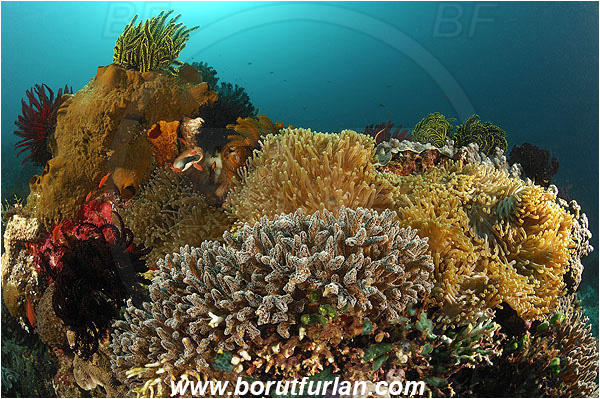 Alor, Indonesia, Pura, Reef, Anthozoa, Cnidaria, Cnidarian, Coral