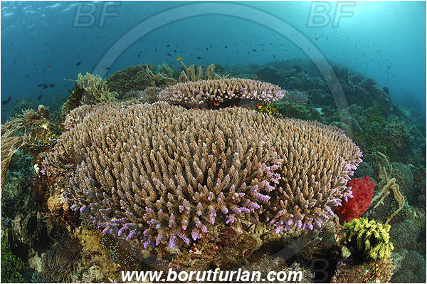 Pura, Alor, Indonesia, Acropora acuminata, Acropora, Acroporidae, Table Coral, Coral, Anthozoa, Cnidaria, Cnidarian, Reef
