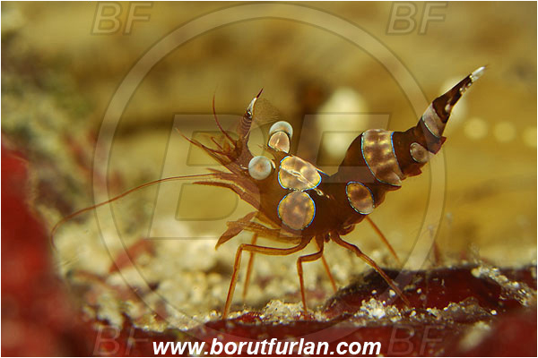 Pantar, Alor, Indonesia, Thor amboinensis, Thor, Thoridae, Decapoda, Ambonian Shrimp, Shrimp, Crustacea, Crustacean