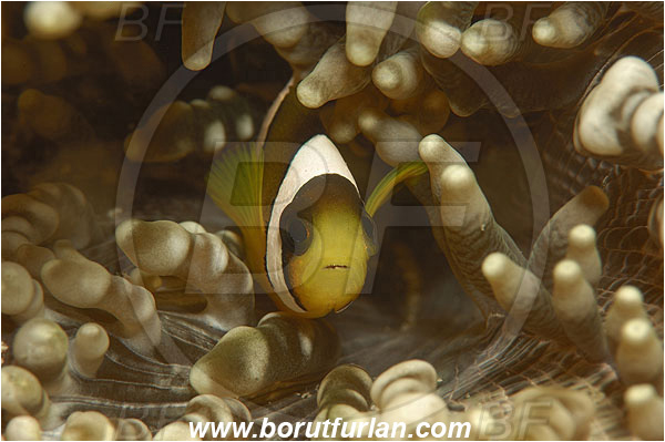 Pantar, Alor, Indonesia, Amphiprion clarkii, Amphiprion, Clarks Anemonefish, Anemonefish, Clownfish, Fish, Pomacentridae, Juvenile, Portrait