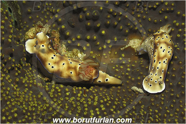 Pantar, Alor, Indonesia, Risbecia tryoni, Risbecia, Chromodorididae, Risbecia nudibranch, Nudibranch, Sea slug, Gastropoda, Mollusca, Mollusc