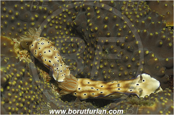 Pantar, Alor, Indonesia, Risbecia tryoni, Risbecia, Chromodorididae, Risbecia nudibranch, Nudibranch, Sea slug, Gastropoda, Mollusca, Mollusc
