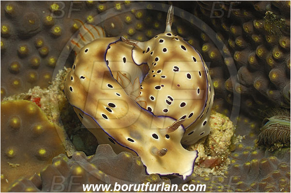 Pantar, Alor, Indonesia, Risbecia tryoni, Risbecia, Chromodorididae, Risbecia nudibranch, Nudibranch, Sea slug, Gastropoda, Mollusca, Mollusc