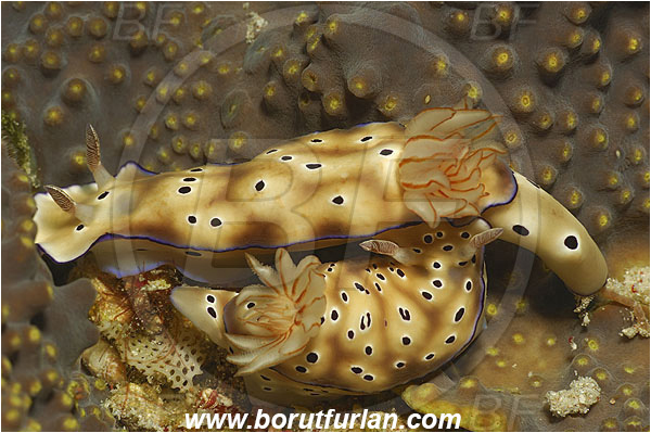 Pantar, Alor, Indonesia, Risbecia tryoni, Risbecia, Chromodorididae, Risbecia nudibranch, Nudibranch, Sea slug, Gastropoda, Mollusca, Mollusc