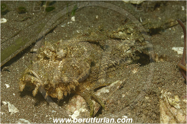 Pura, Alor, Indonesia, Inimicus didactylus, Inimicus, Spiny Devilfish, Devil stinger, Scorpionfish, Fish, Scorpaenidae