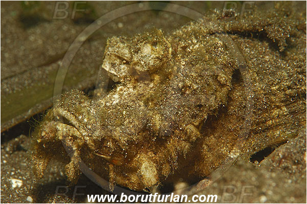 Pura, Alor, Indonesia, Inimicus didactylus, Inimicus, Spiny Devilfish, Devil stinger, Scorpionfish, Fish, Scorpaenidae, Portrait