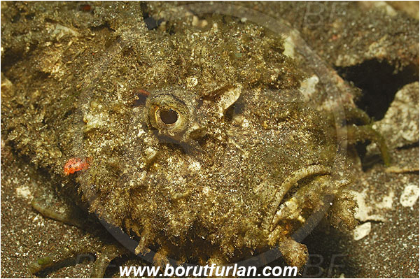 Pura, Alor, Indonesia, Inimicus didactylus, Inimicus, Spiny Devilfish, Devil stinger, Scorpionfish, Fish, Scorpaenidae, Portrait