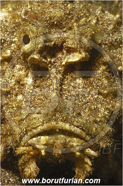 Pura, Alor, Indonesia, Inimicus didactylus, Inimicus, Spiny Devilfish, Devil stinger, Scorpionfish, Fish, Scorpaenidae, Portrait