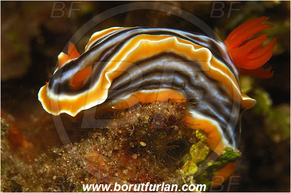 Pura, Alor, Indonesia, Chromodoris magnifica, Chromodoris, Chromodorididae, Magnificent chromodoris, Nudibranch, Sea slug, Gastropoda, Mollusca, Mollusc