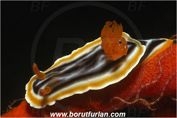 Pura, Alor, Indonesia, Chromodoris magnifica, Chromodoris, Chromodorididae, Magnificent chromodoris, Nudibranch, Sea slug, Gastropoda, Mollusca, Mollusc