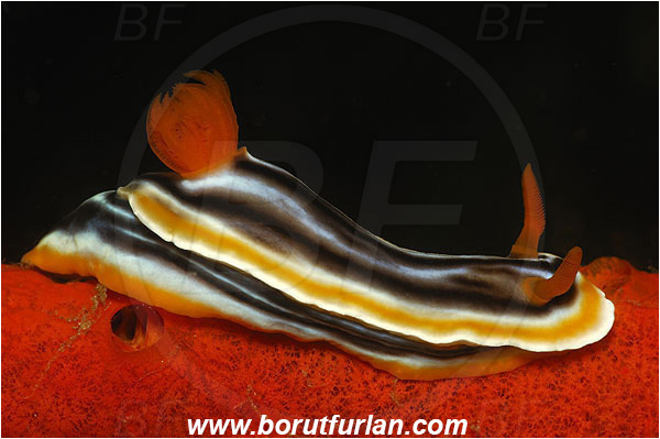 Pura, Alor, Indonesia, Chromodoris magnifica, Chromodoris, Chromodorididae, Magnificent chromodoris, Nudibranch, Sea slug, Gastropoda, Mollusca, Mollusc