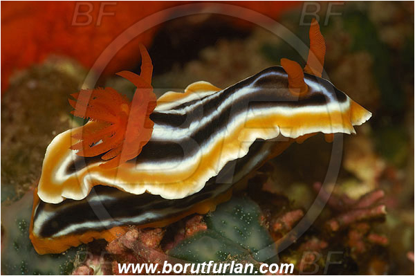 Pura, Alor, Indonesia, Chromodoris magnifica, Chromodoris, Chromodorididae, Magnificent chromodoris, Nudibranch, Sea slug, Gastropoda, Mollusca, Mollusc