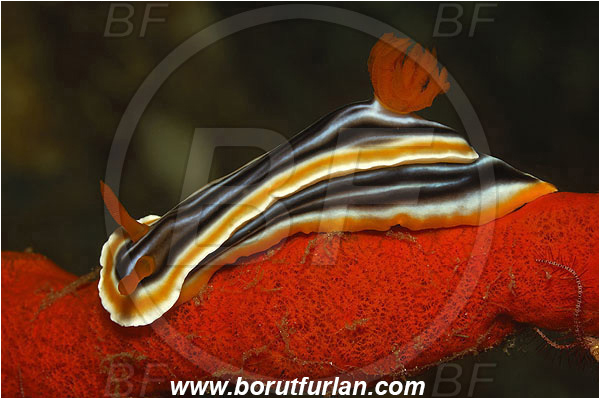 Pura, Alor, Indonesia, Chromodoris magnifica, Chromodoris, Chromodorididae, Magnificent chromodoris, Nudibranch, Sea slug, Gastropoda, Mollusca, Mollusc