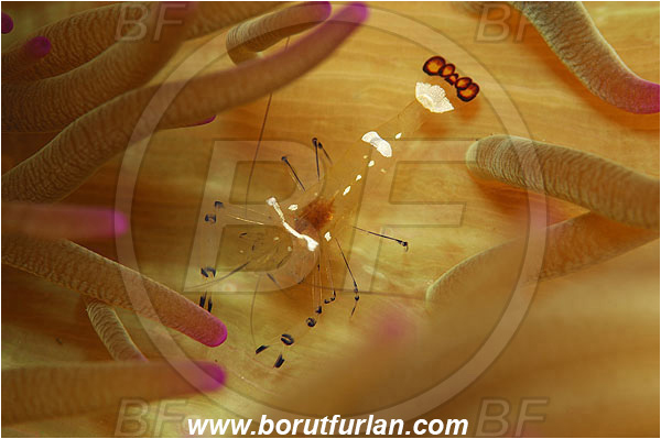 Pura, Alor, Indonesia, Periclimenes brevicarpalis, Periclimenes, Palaemonidae, Decapoda, Anemone Commensal Shrimp, Shrimp, Crustacea, Crustacean