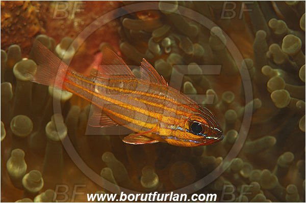 Pura, Alor, Indonesia, Ostorhinchus cyanosoma, Ostorhinchus, Apogonidae, Yellow-striped cardinalfish, Cardinalfish, Fish