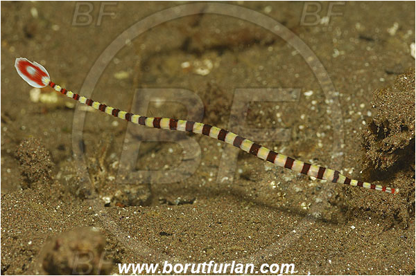 Pura, Alor, Indonesia, Dunckerocampus dactyliophorus, Dunckerocampus, Syngnathidae, Banded Pipefish, Pipefish, Fish