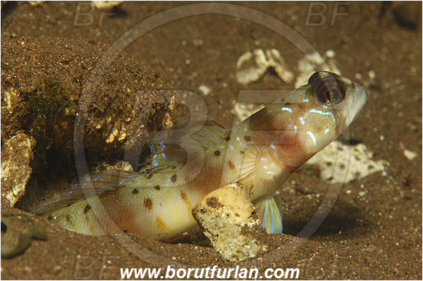 Pura, Alor, Indonesia, Amblyeleotris sp., Amblyeleotris, Prawn goby, Goby, Fish, Gobiidae