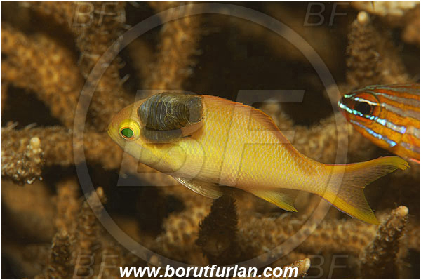 Alor, Pseudanthias, Pseudanthias sp., Crustacea, Crustacean, Fairy basslet, Fish, Indonesia, Isopod, Parasitic isopod, Malacostraca, Parasite, Pura, Serranidae, Parasitism