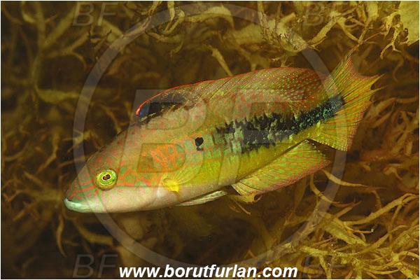 Pura, Alor, Indonesia, Cheilinus bimaculatus, Cheilinus, Two-spot wrasse, Wrasse, Fish, Labridae