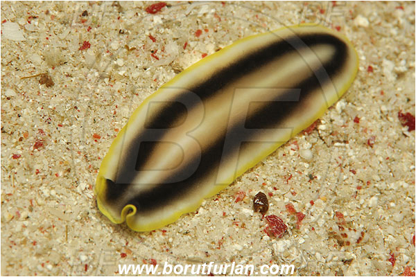 Pantar, Alor, Indonesia, Pseudoceros paralaticlavus, Pseudoceros, Pseudocerotidae, Goldrim Flatworm, Flatworm, Platyhelminthes