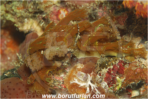 Pantar, Alor, Indonesia, Marionia sp., Marionia, Tritoniidae, Nudibranch, Sea slug, Gastropoda, Mollusca, Mollusc