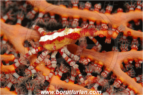 Pantar, Alor, Indonesia, Xenocarcinus conicus, Xenocarcinus, Epialtidae, Decapoda, Conic Spider Crab, Crab, Crustacea, Crustacean