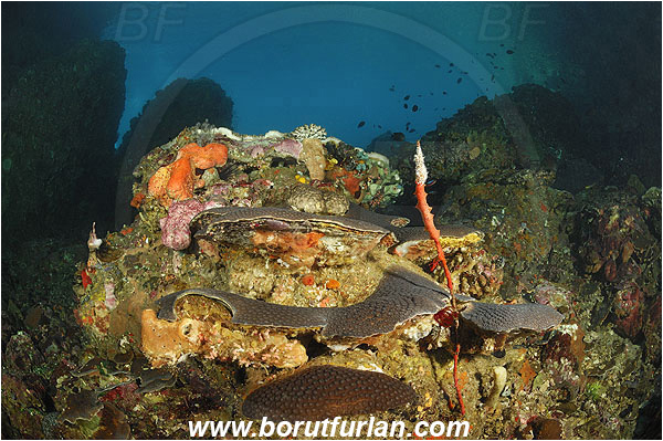Pantar, Alor, Indonesia, Hard coral, Coral, Anthozoa, Cnidaria, Cnidarian, Reef