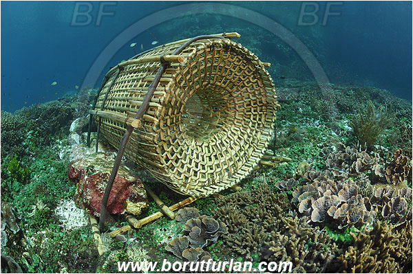 Pantar, Alor, Indonesia, Fish trap, Reef