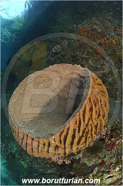 Pantar, Alor, Indonesia, Xestospongia testudinaria, Xestospongia, Petrosiidae, Red Barrel Sponge, Sponge, Porifera, Reef, Wall