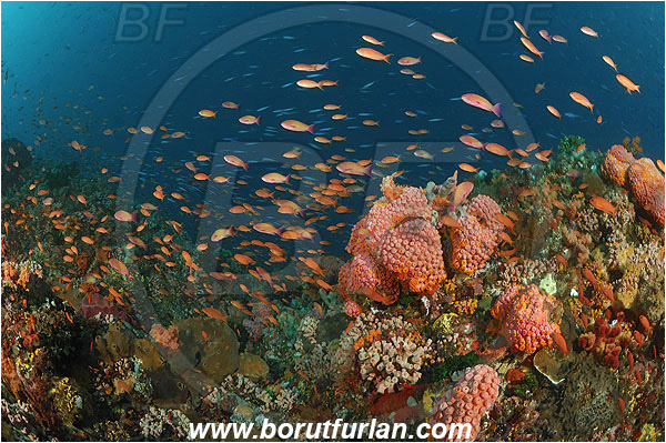 Pantar, Alor, Indonesia, Anthias, Serranidae, Fairy Basslet, Fish, Tubastrea faulkneri, Dendrophylliidae, Sun coral, Cup coral, Cnidaria, Cnidarian, Reef