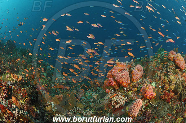 Pantar, Alor, Indonesia, Anthias, Serranidae, Fairy Basslet, Fish, Tubastrea faulkneri, Dendrophylliidae, Sun coral, Cup coral, Cnidaria, Cnidarian, Reef