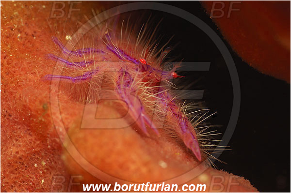 Pura, Alor, Indonesia, Lauriea siagiani, Lauriea, Galatheidae, Decapoda, Hairy Squat Lobster, Squat lobster, Crustacea, Crustacean