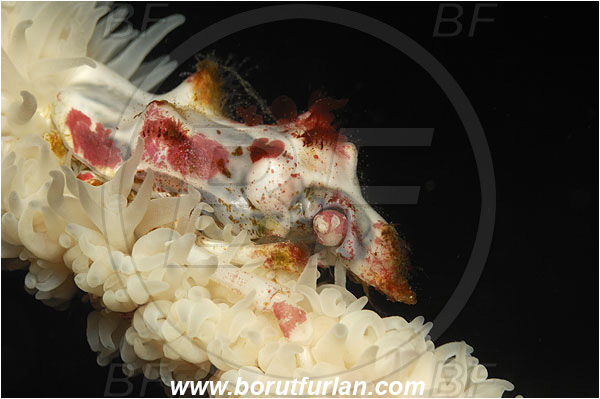 Pura, Alor, Indonesia, Xenocarcinus tuberculatus, Xenocarcinus, Epialtidae, Decapoda, Whip Coral Spider Crab, Crab, Crustacea, Crustacean