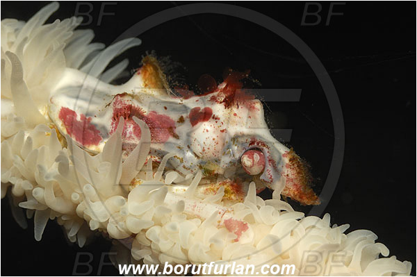 Pura, Alor, Indonesia, Xenocarcinus tuberculatus, Xenocarcinus, Epialtidae, Decapoda, Whip Coral Spider Crab, Crab, Crustacea, Crustacean