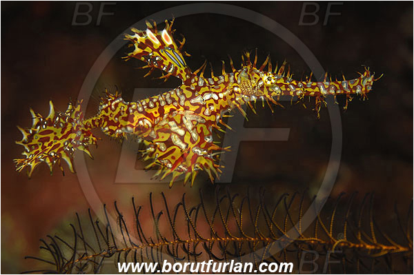 Pura, Alor, Indonesia, Solenostomus paradoxus, Solenostomus, Solenostomidae, Harlequin Ghost Pipefish, Ornate Ghost Pipefish, Fish