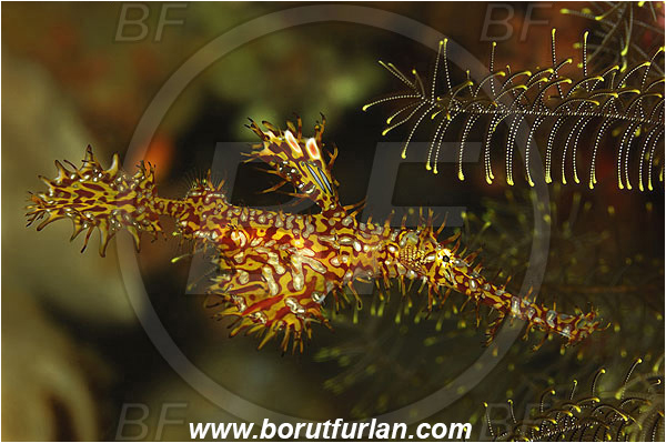 Pura, Alor, Indonesia, Solenostomus paradoxus, Solenostomus, Solenostomidae, Harlequin Ghost Pipefish, Ornate Ghost Pipefish, Fish