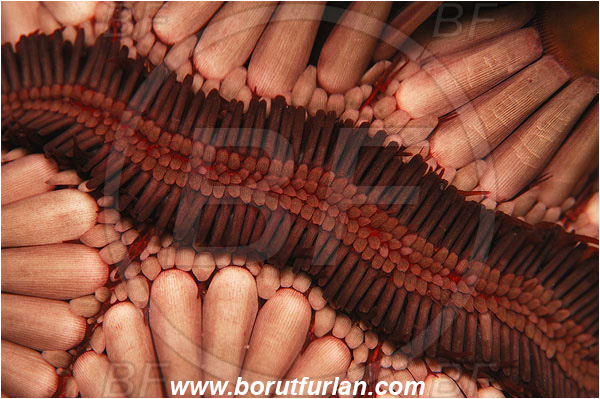 Pura, Alor, Indonesia, Phyllacanthus imperialis, Phyllacanthus, Cidaridae, Echinoidea, Echinodermata, Echinoderm, Sputnik urchin, Sea urchin, abstract