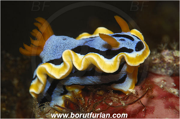 Pantar, Alor, Indonesia, Chromodoris elisabethina, Chromodoris, Elisabeth