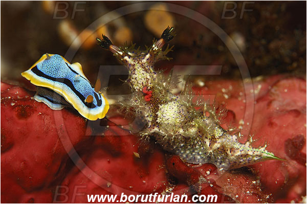 Pantar, Alor, Indonesia, Chromodoris elisabethina, Chromodoris, Elisabeth