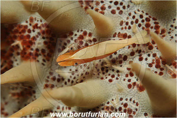 Pantar, Alor, Indonesia, Periclimenes soror, Periclimenes, Palaemonidae, Starfish shrimp, Decapoda, Crustacea, Crustacean