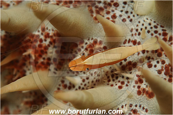 Pantar, Alor, Indonesia, Periclimenes soror, Periclimenes, Palaemonidae, Starfish shrimp, Decapoda, Crustacea, Crustacean