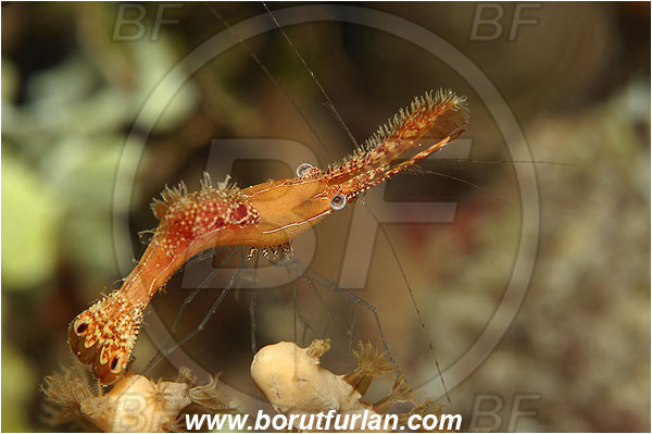 Pantar, Alor, Indonesia, Leander plumosus, Leander, Palaemonidae, Longnose Shrimp, Donald Duck Shrimp, Shrimp, Decapoda, Crustacea, Crustacean